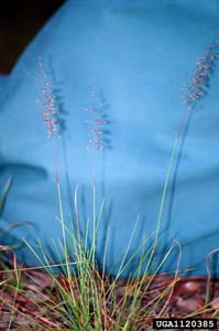 Pineywoods Dropseed,
Sandhill Dropseed / Sporobolus junceus